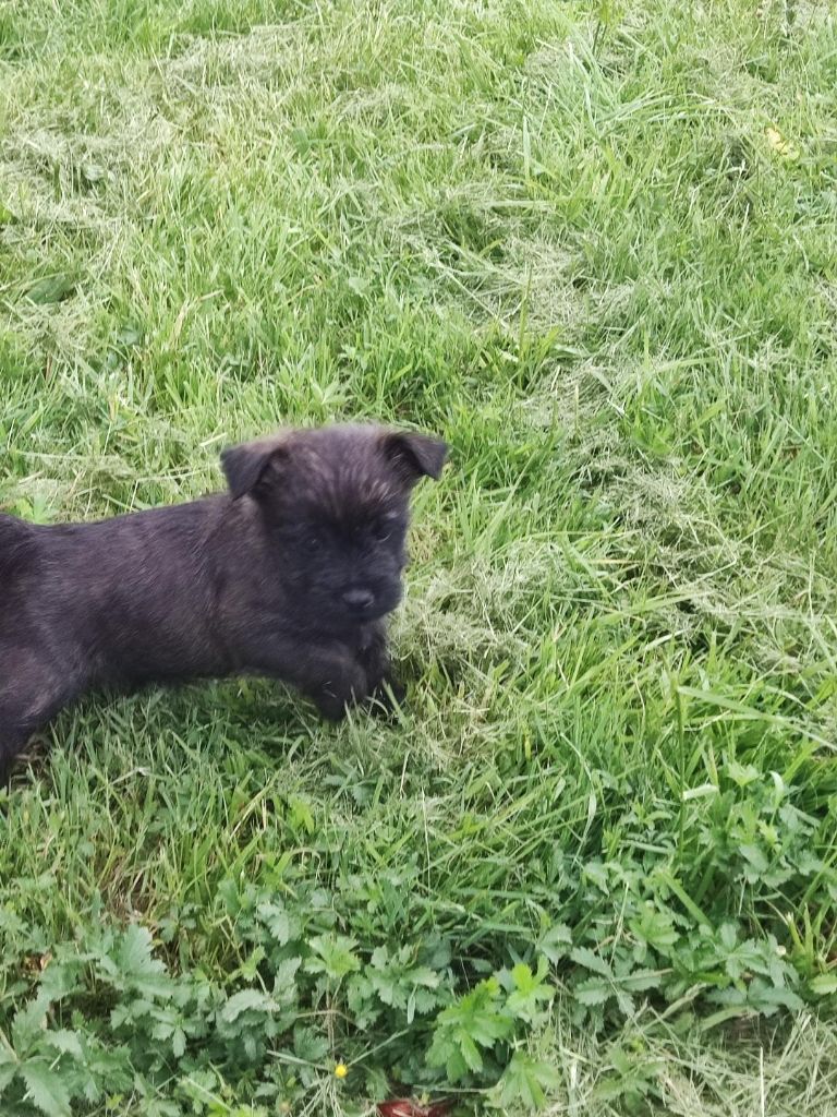 de la pinkinerie - Chiot disponible  - Cairn Terrier
