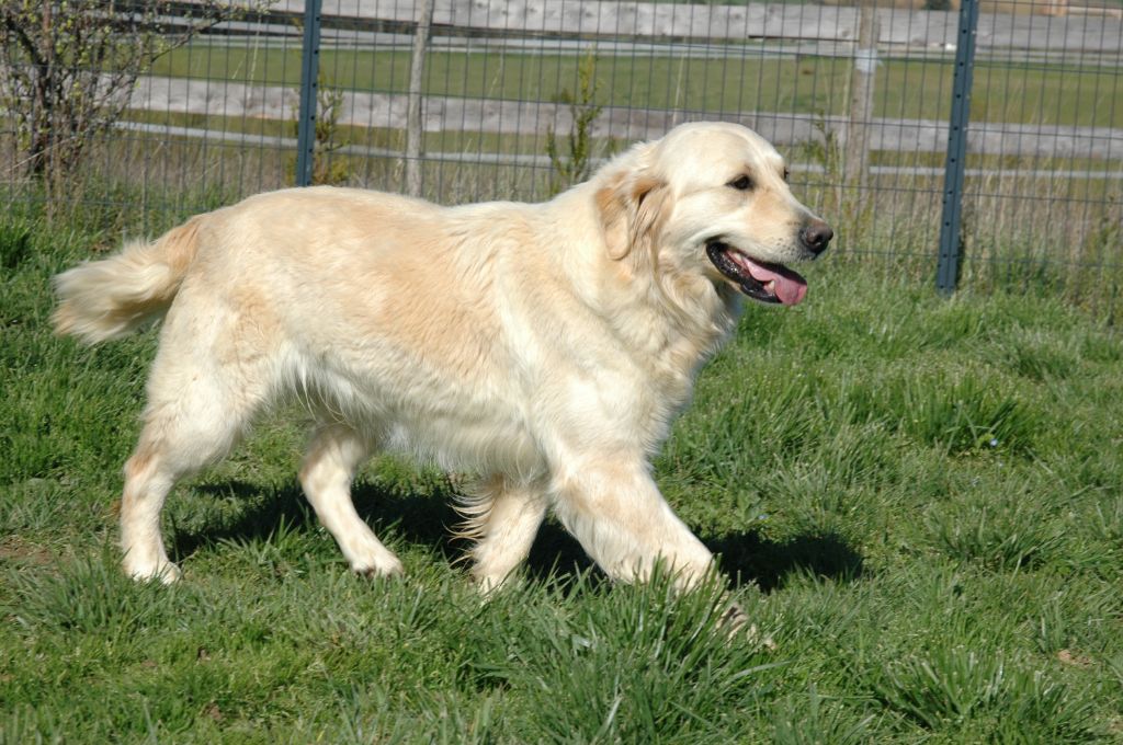 Les Golden Retriever de l'affixe de la pinkinerie