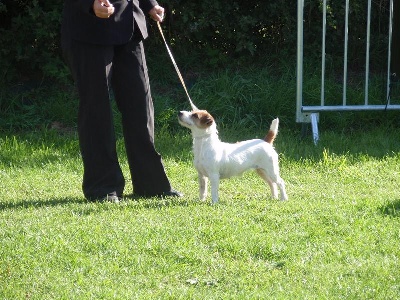 de la pinkinerie - résultat PARIS DOG SHOW vincennes le 08 janvier 2011