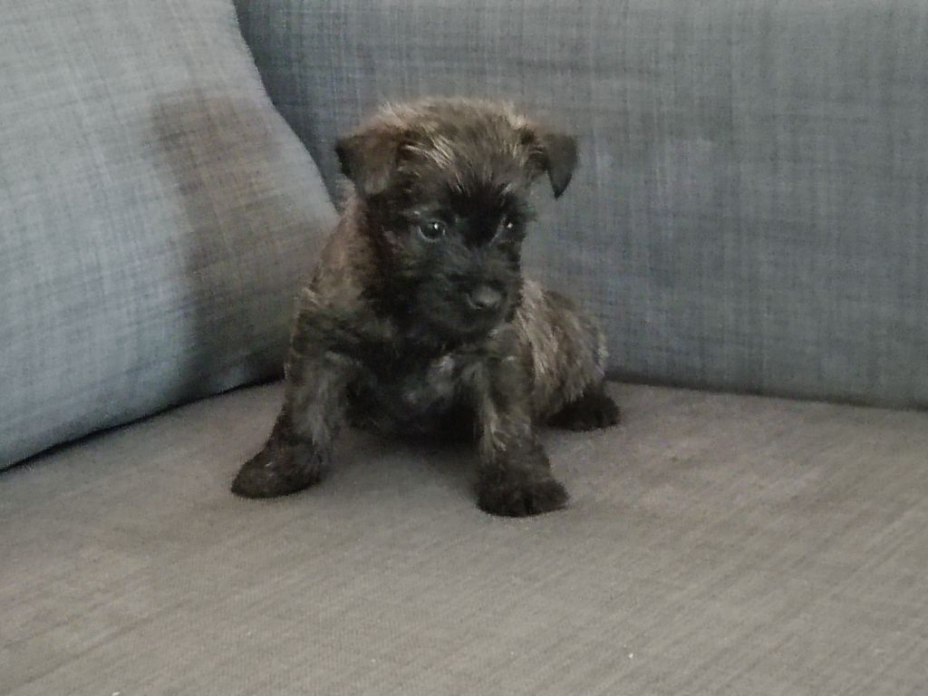 de la pinkinerie - Chiot disponible  - Cairn Terrier