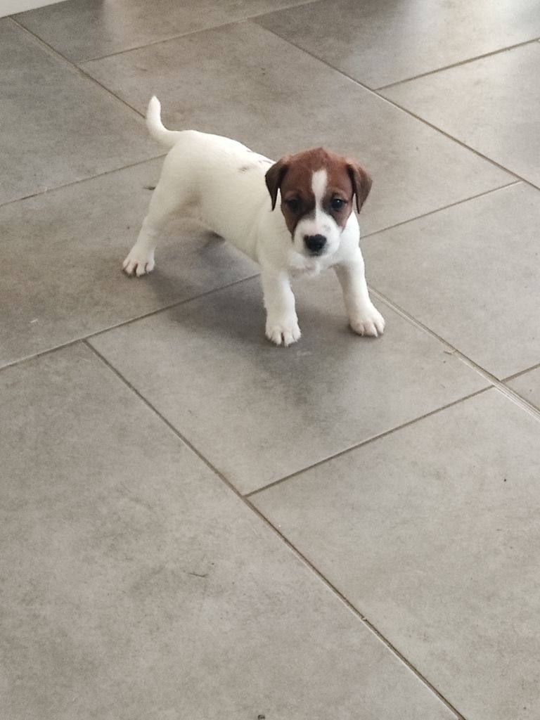 de la pinkinerie - Chiot disponible  - Jack Russell Terrier