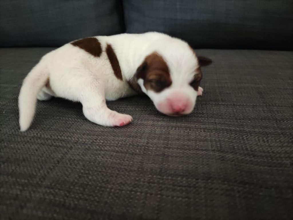 de la pinkinerie - Chiot disponible  - Jack Russell Terrier