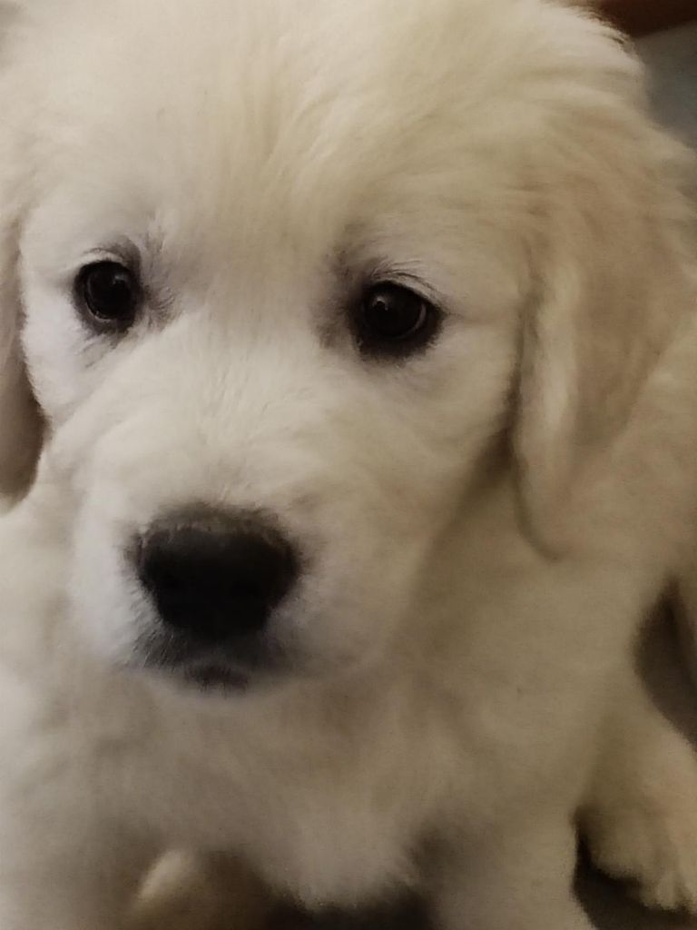 de la pinkinerie - Chiot disponible  - Golden Retriever