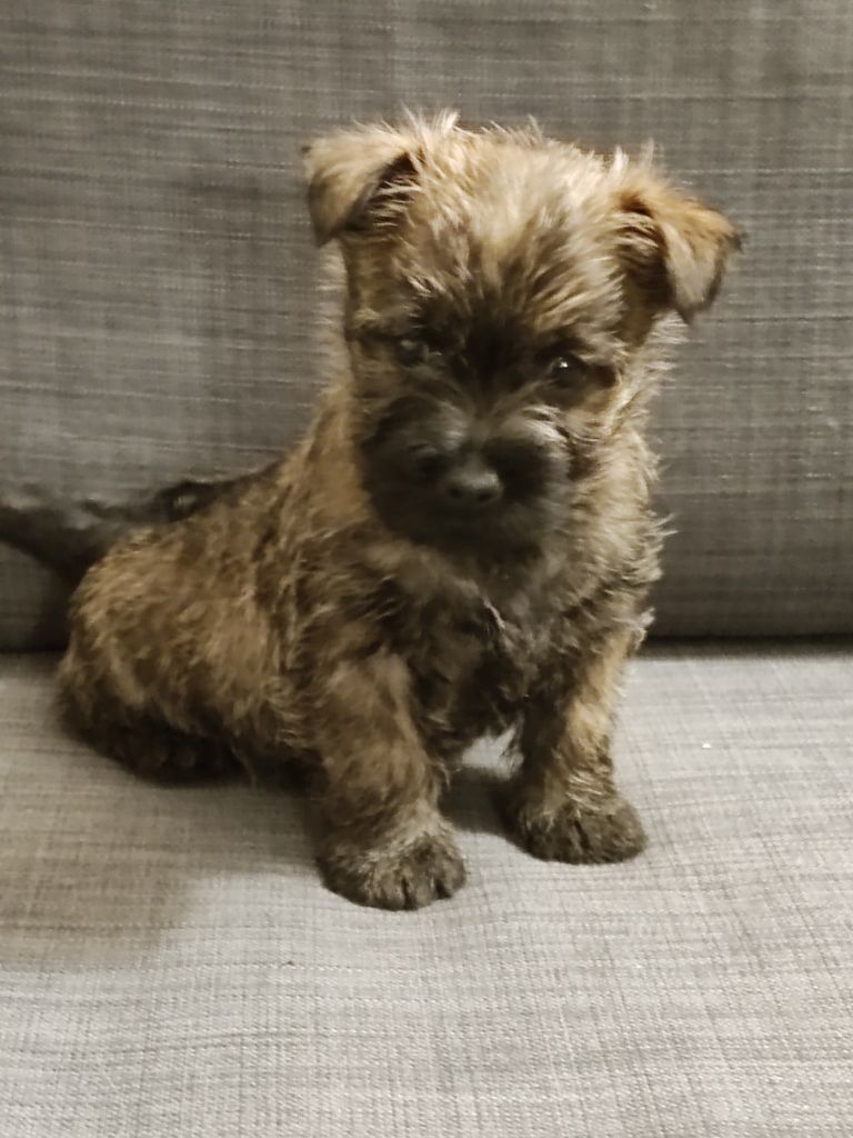 de la pinkinerie - Chiot disponible  - Cairn Terrier