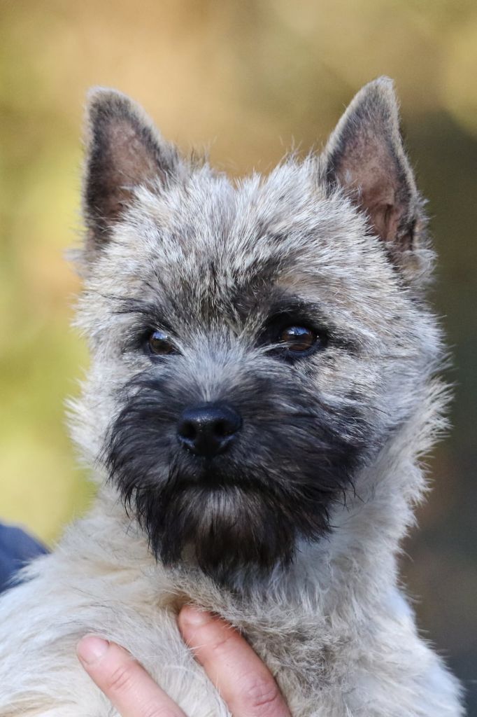 chiot Cairn Terrier de la pinkinerie