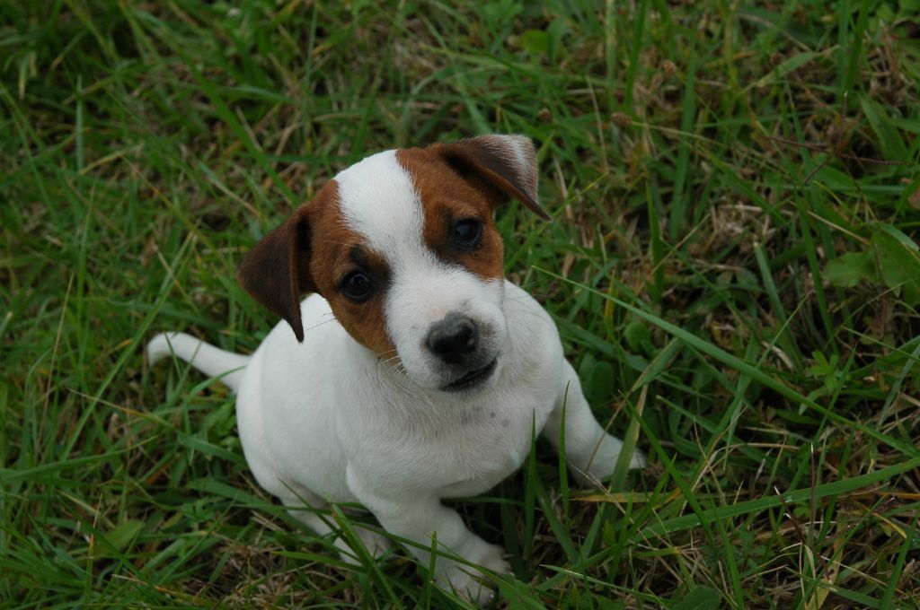 de la pinkinerie - Chiot disponible  - Jack Russell Terrier