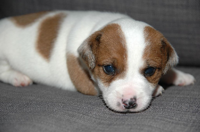 de la pinkinerie - Jack Russell Terrier - Portée née le 02/01/2025