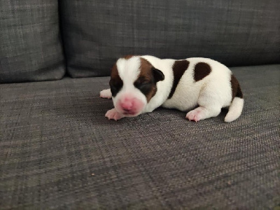 de la pinkinerie - Jack Russell Terrier - Portée née le 02/01/2025