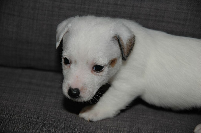 de la pinkinerie - Jack Russell Terrier - Portée née le 10/02/2024