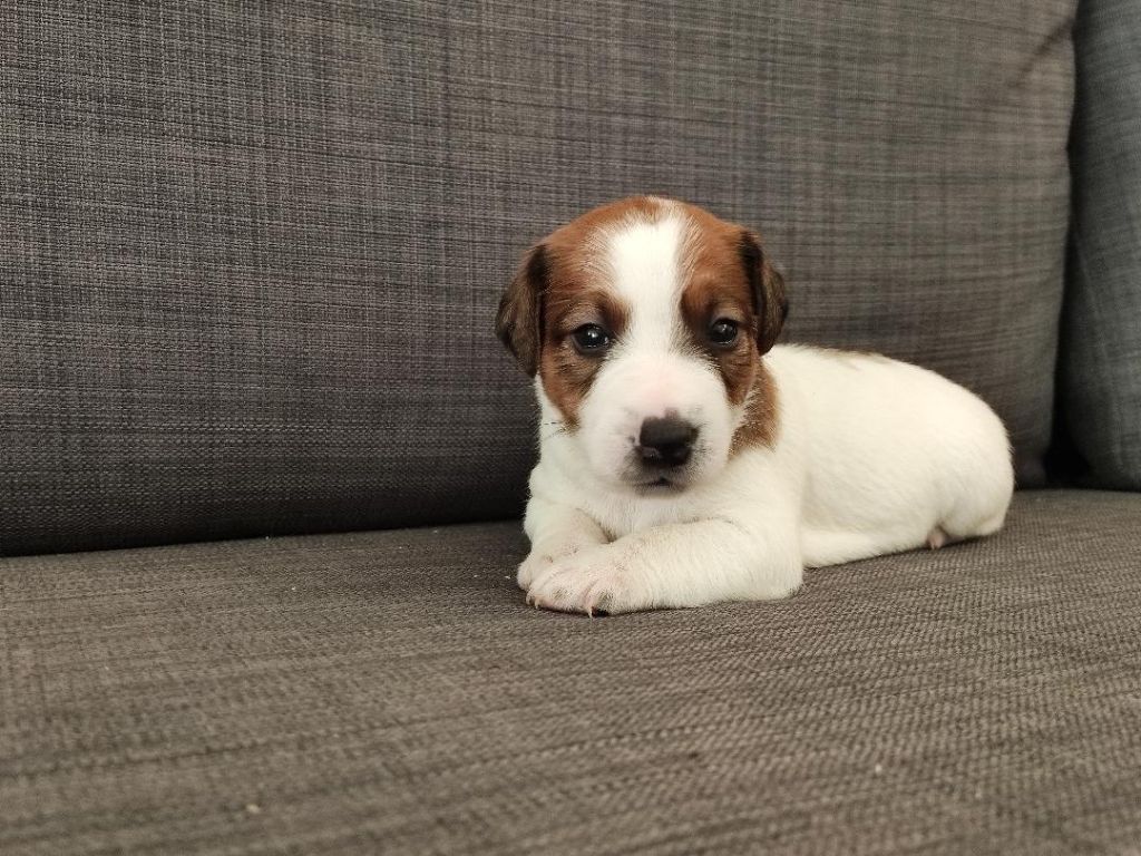 de la pinkinerie - Chiot disponible  - Jack Russell Terrier