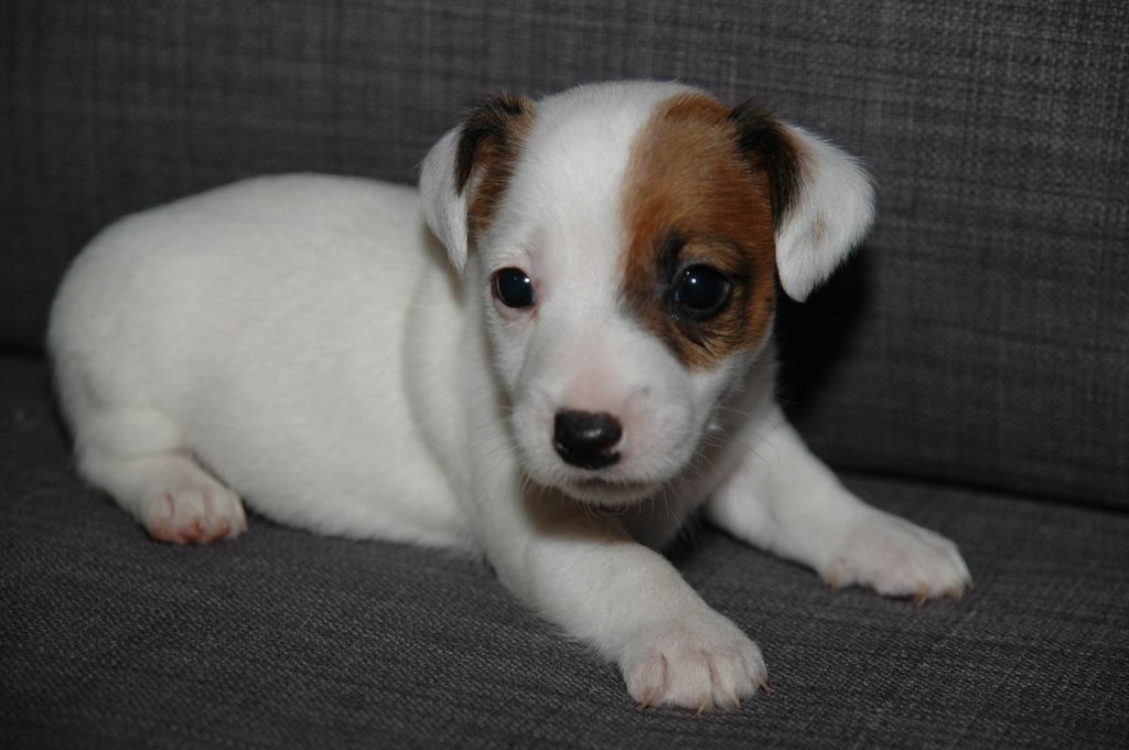 de la pinkinerie - Chiot disponible  - Jack Russell Terrier