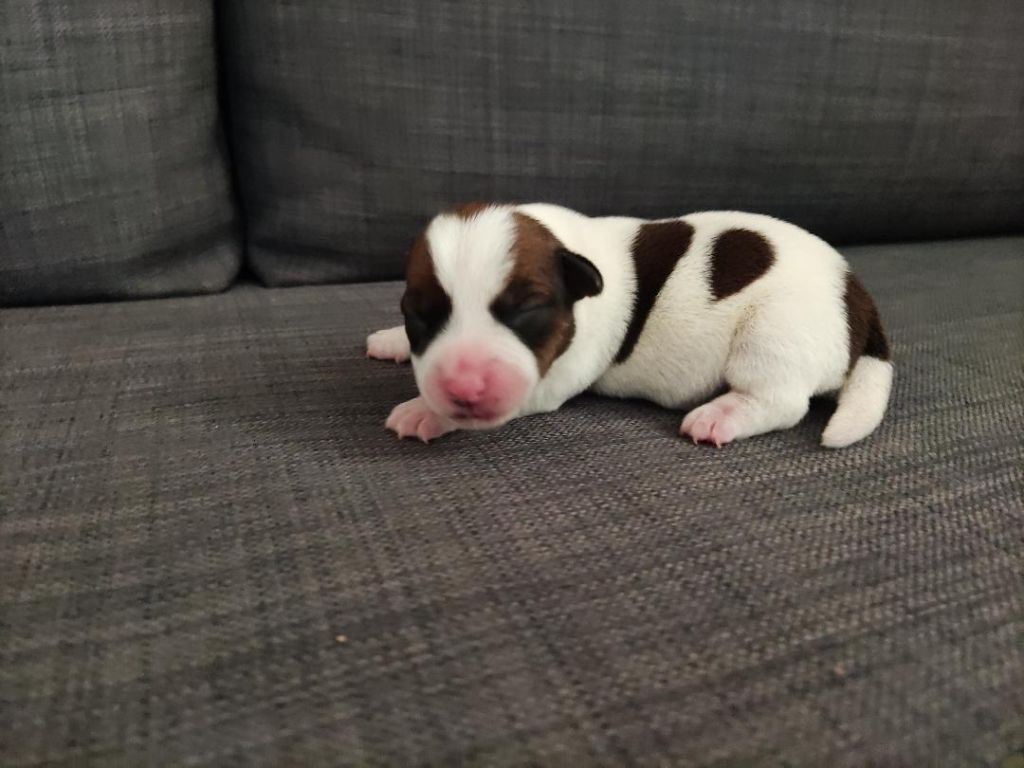 chiot Jack Russell Terrier de la pinkinerie