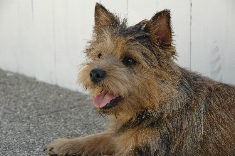 Ginger de la pinkinerie