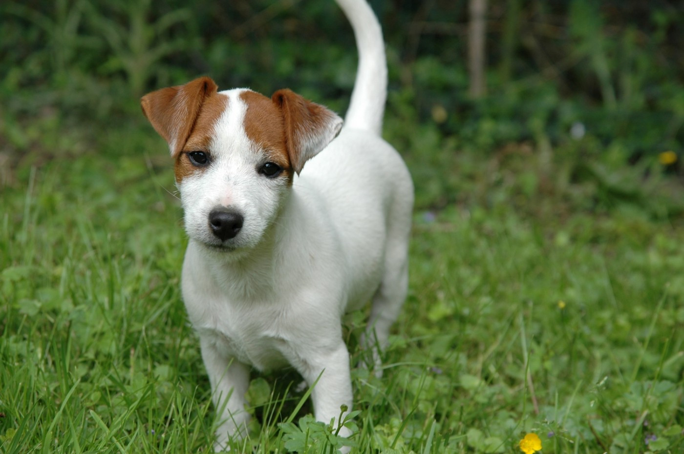 Surprise de la pinkinerie