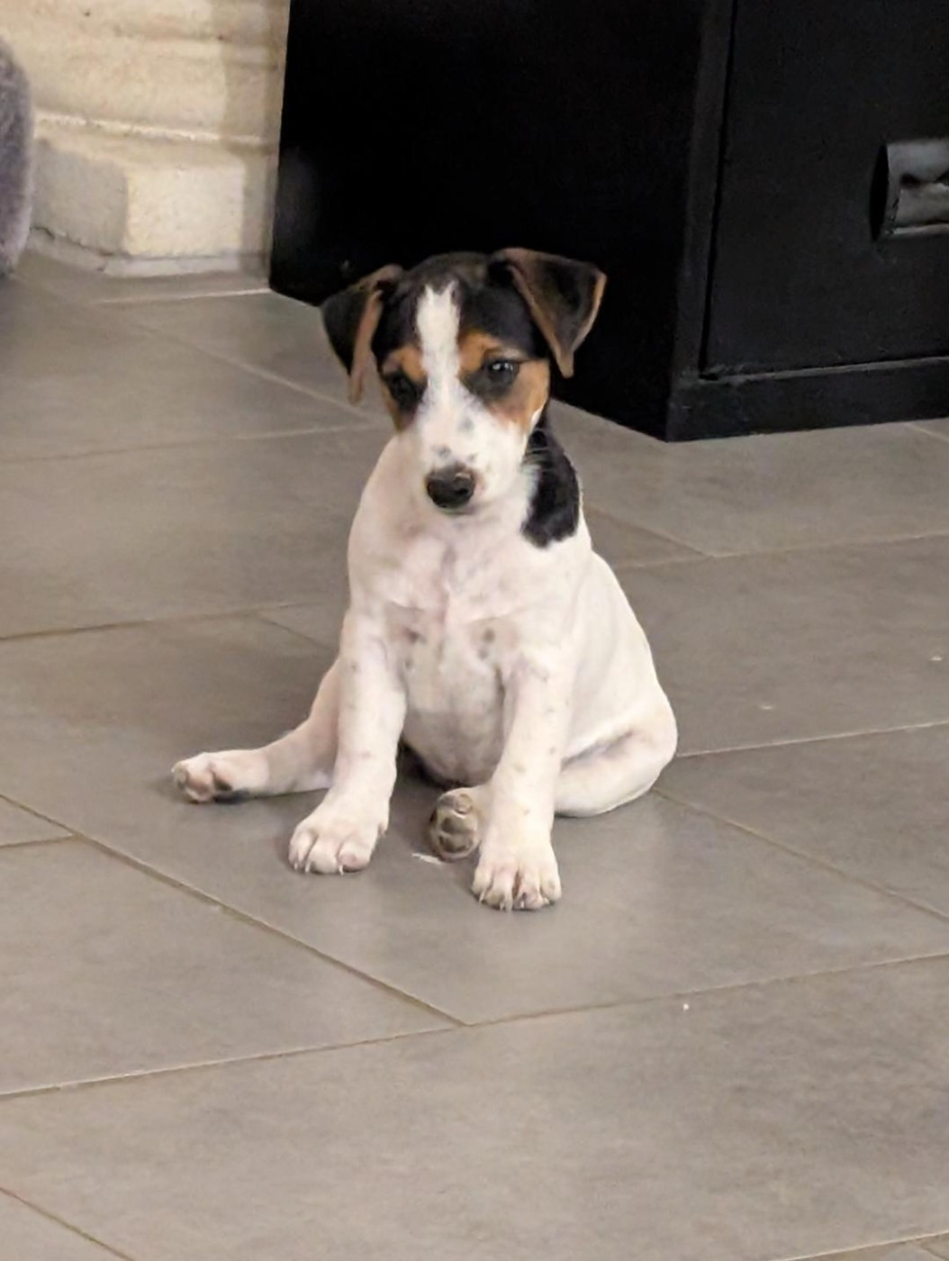 ABBY de la pinkinerie