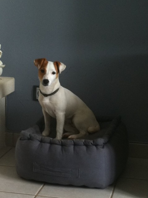 VERONNE de la pinkinerie