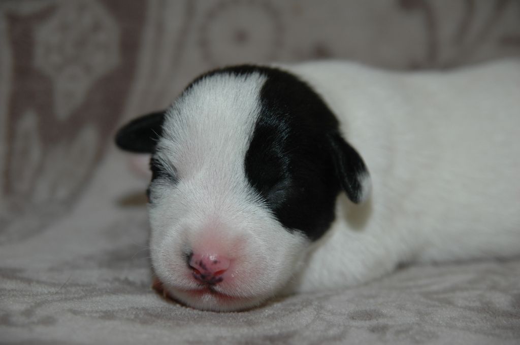 de la pinkinerie - Chiots disponibles - Jack Russell Terrier