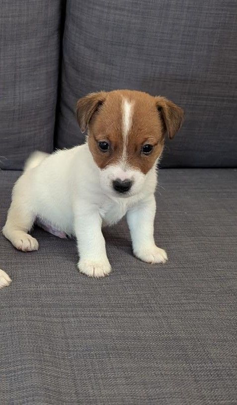 de la pinkinerie - Chiots disponibles - Jack Russell Terrier