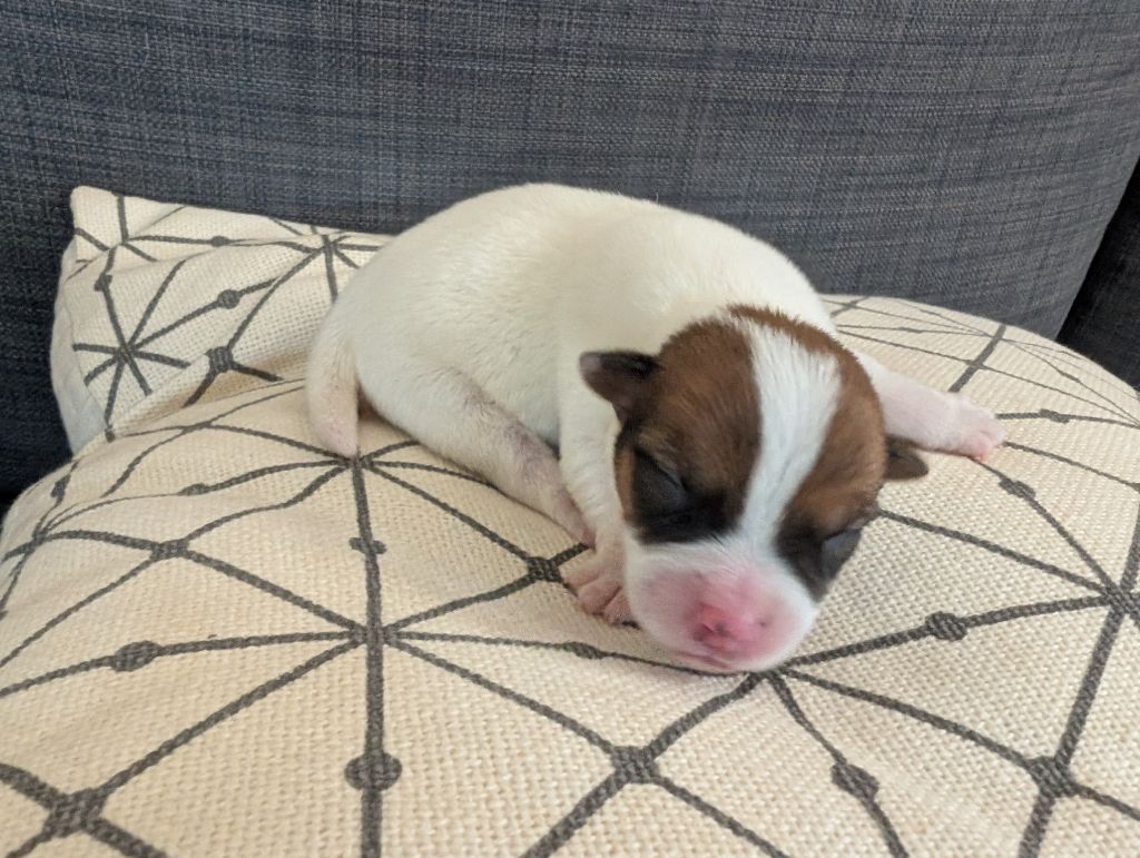 de la pinkinerie - Chiots disponibles - Jack Russell Terrier