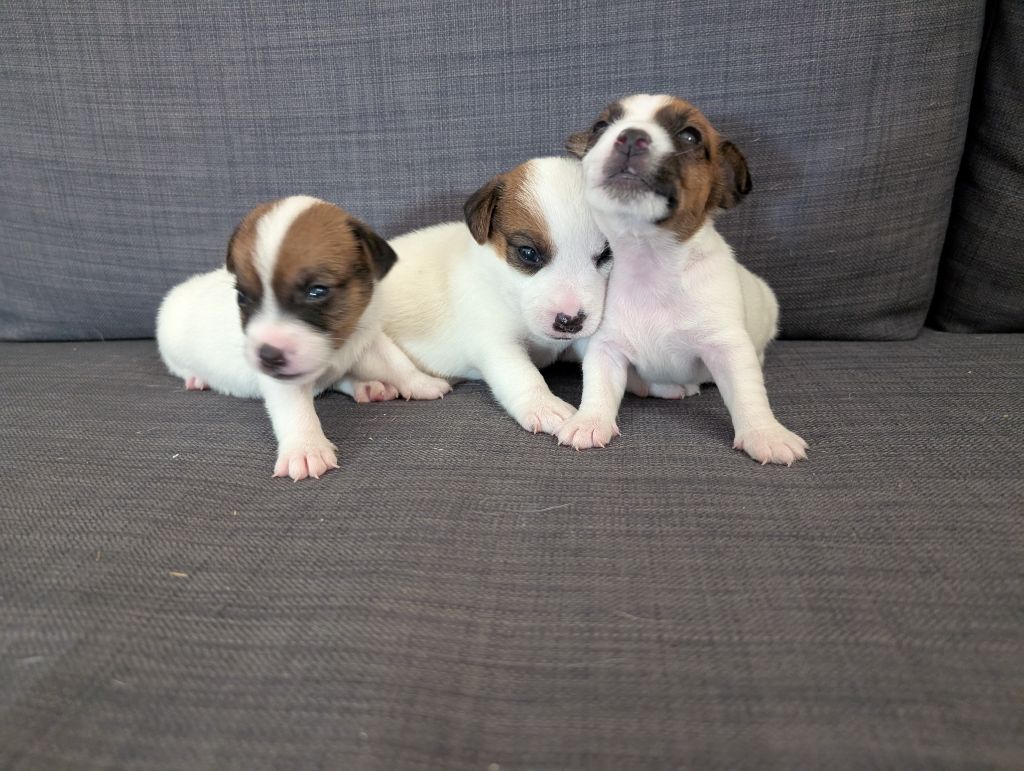 de la pinkinerie - Chiots disponibles - Jack Russell Terrier