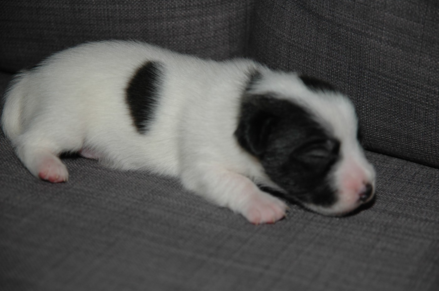 de la pinkinerie - Chiots disponibles - Jack Russell Terrier