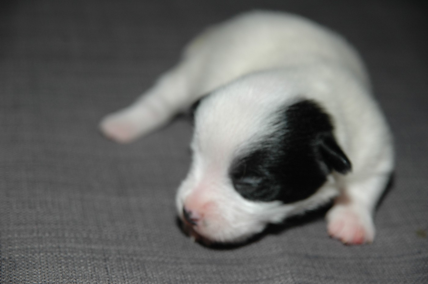 de la pinkinerie - Chiots disponibles - Jack Russell Terrier