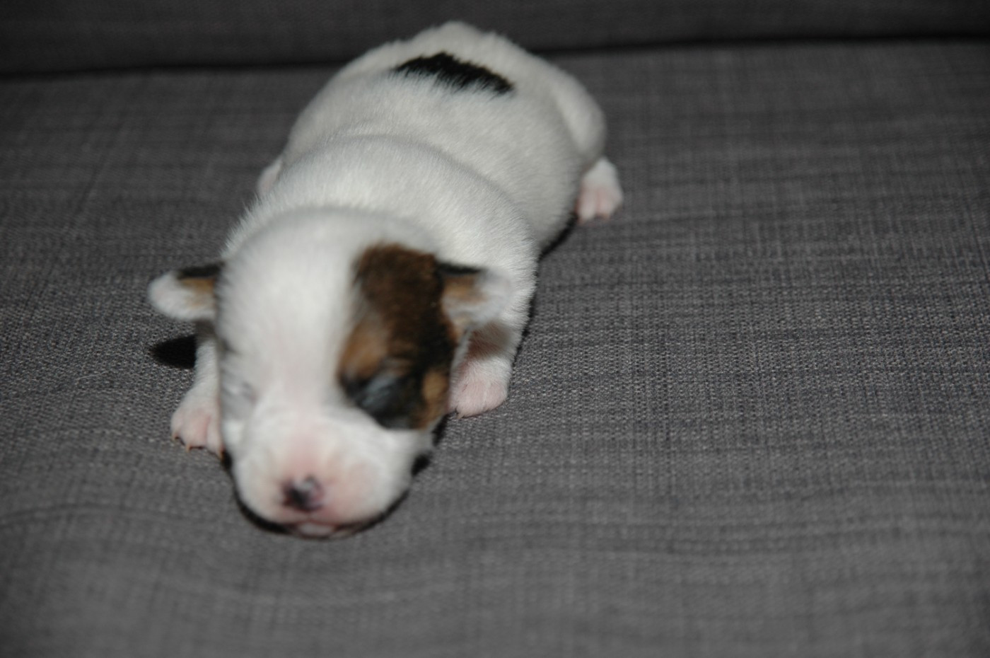 Chiot Jack Russell Terrier de la pinkinerie