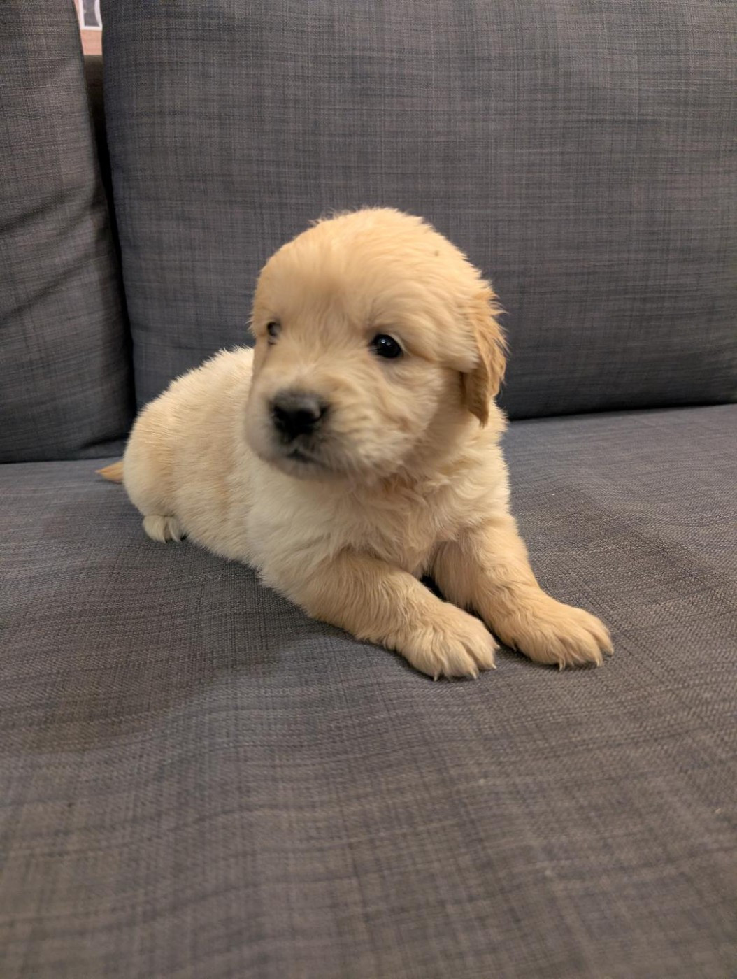 de la pinkinerie - Chiots disponibles - Golden Retriever