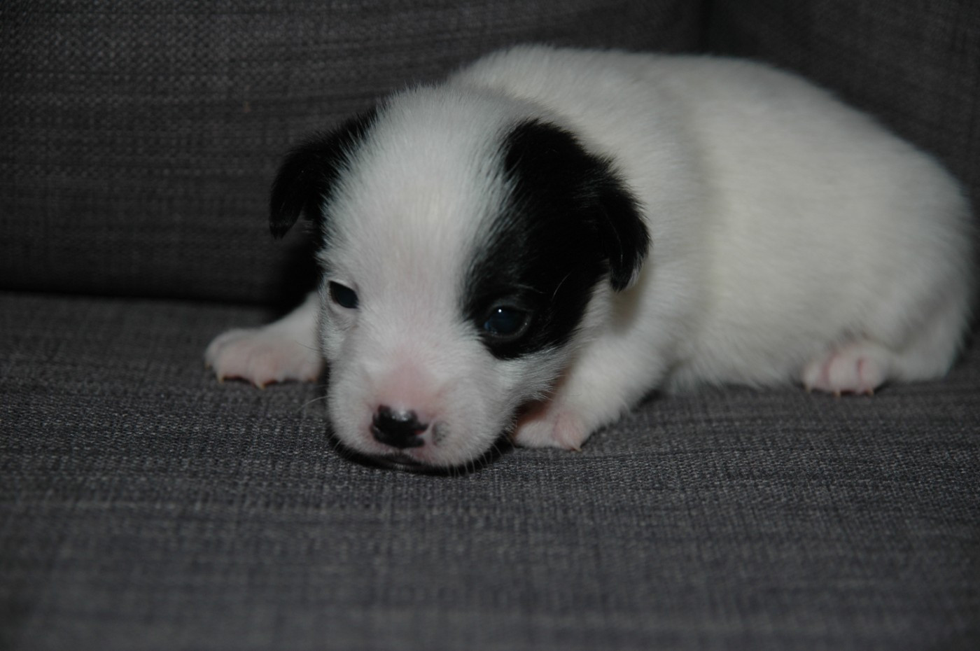 de la pinkinerie - Chiots disponibles - Jack Russell Terrier