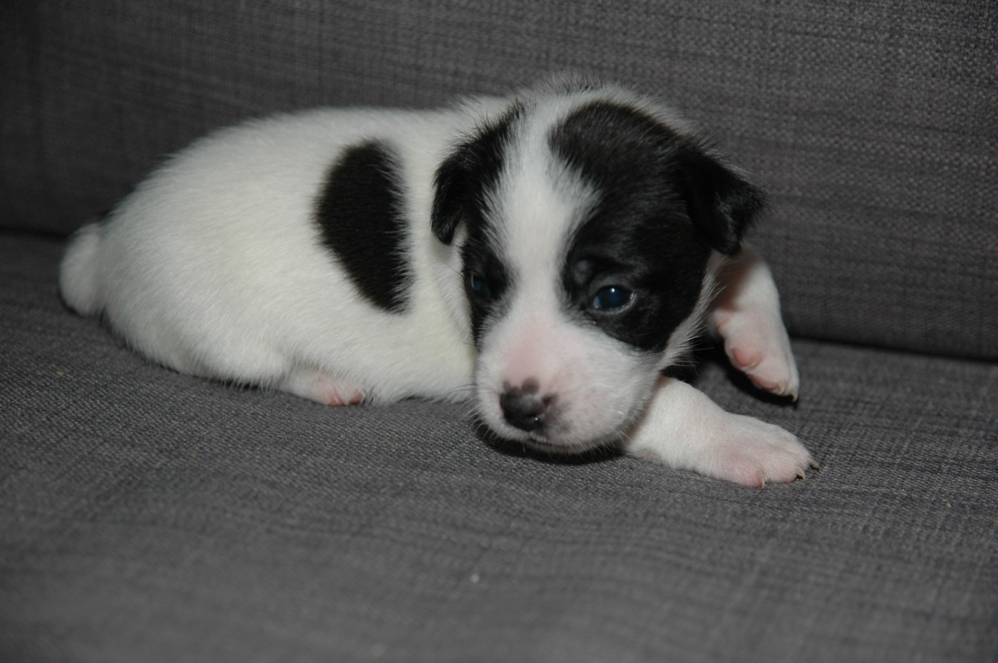 de la pinkinerie - Chiots disponibles - Jack Russell Terrier
