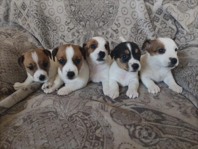 Chiot Jack Russell Terrier de la pinkinerie
