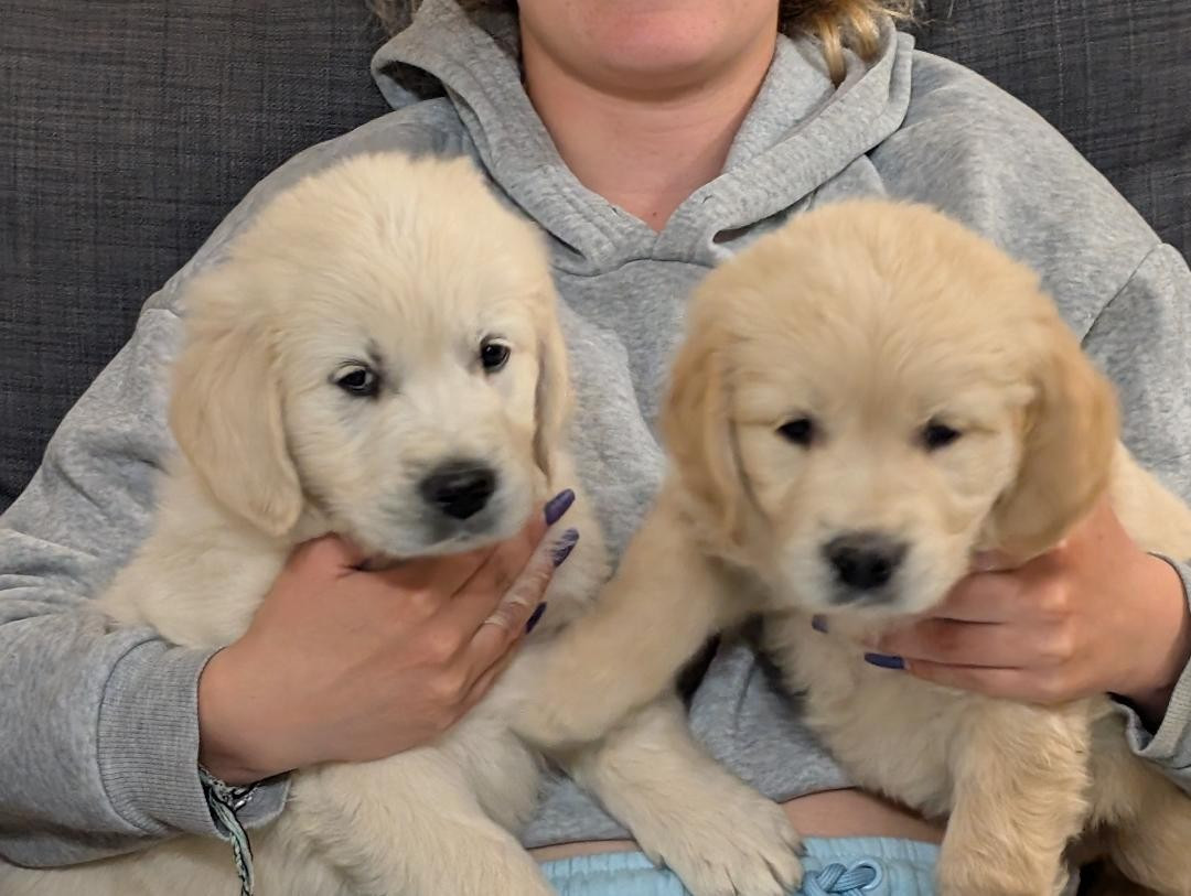 de la pinkinerie - Chiots disponibles - Golden Retriever