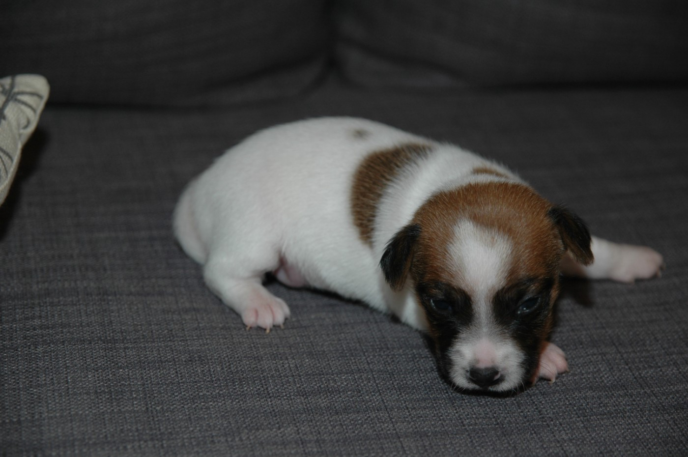 de la pinkinerie - Chiots disponibles - Jack Russell Terrier