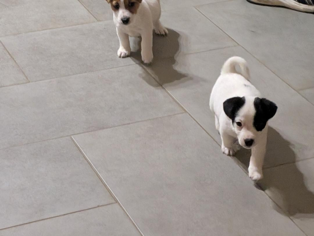 de la pinkinerie - Chiots disponibles - Jack Russell Terrier