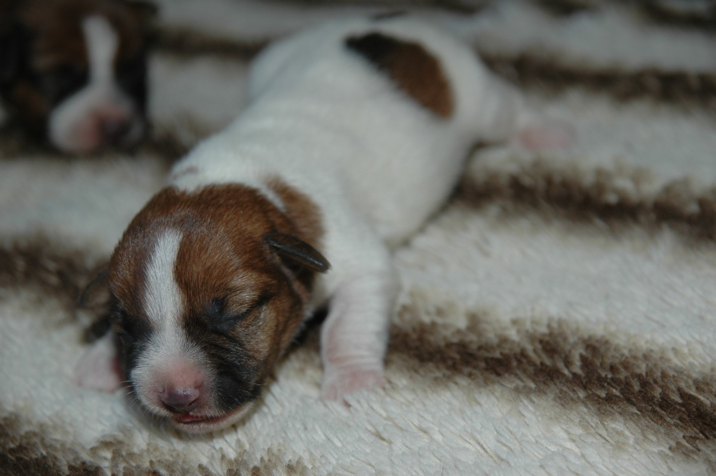 de la pinkinerie - Chiots disponibles - Jack Russell Terrier