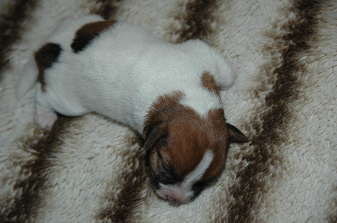 de la pinkinerie - Chiots disponibles - Jack Russell Terrier