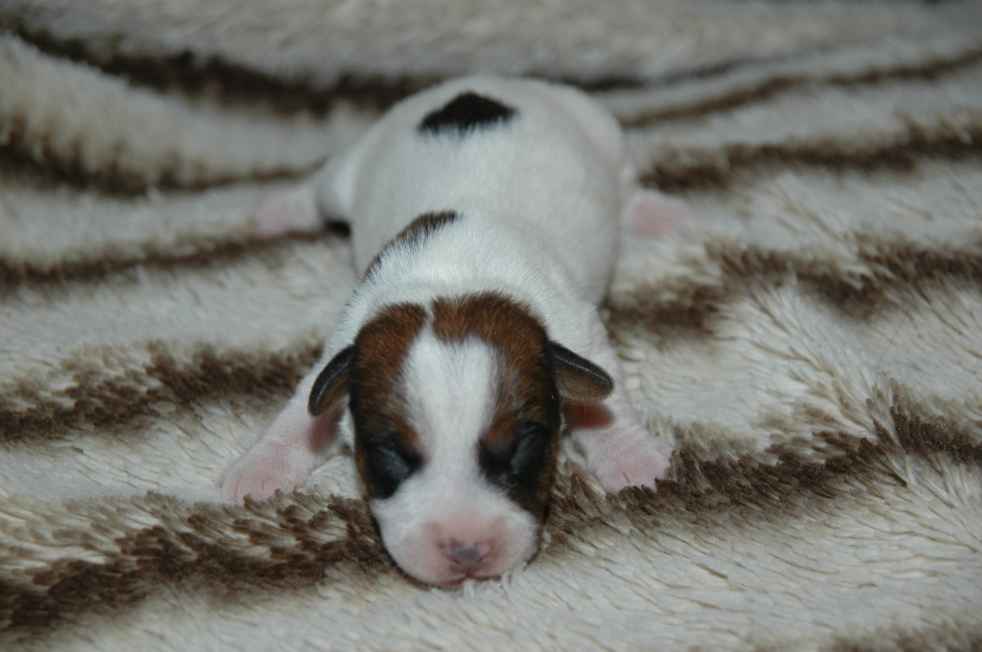 de la pinkinerie - Chiots disponibles - Jack Russell Terrier