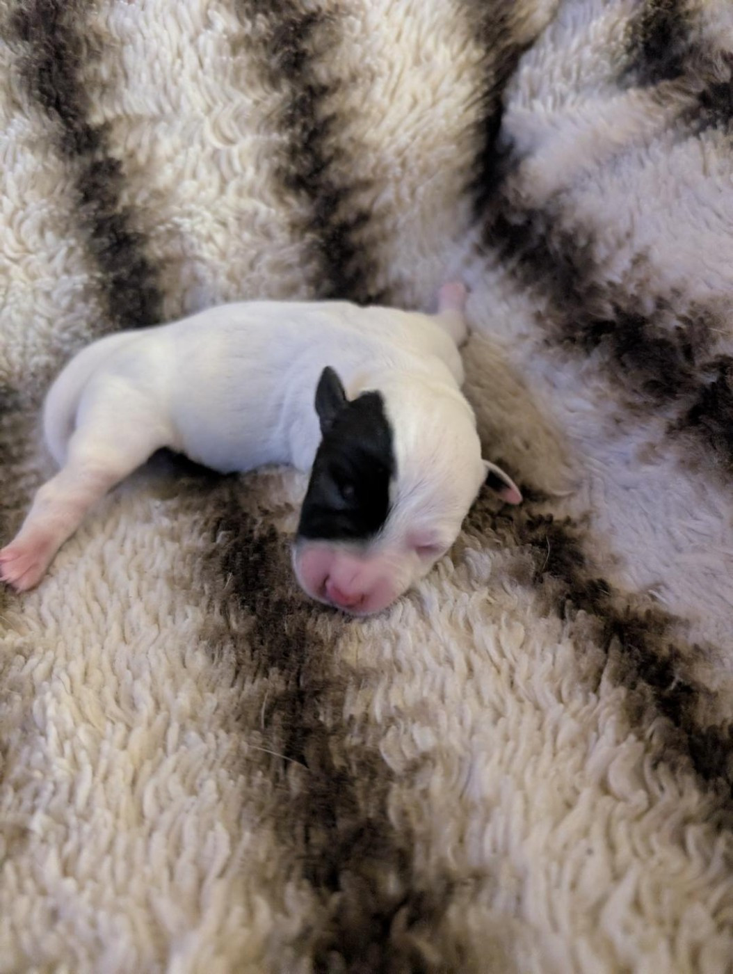 de la pinkinerie - Chiots disponibles - Jack Russell Terrier