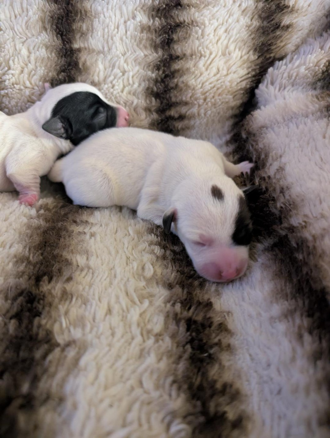 de la pinkinerie - Chiots disponibles - Jack Russell Terrier