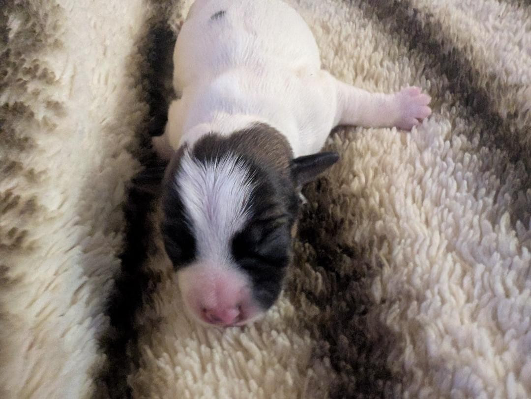 de la pinkinerie - Chiots disponibles - Jack Russell Terrier