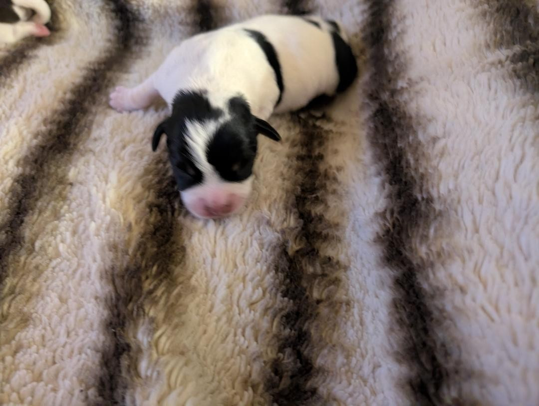 de la pinkinerie - Chiots disponibles - Jack Russell Terrier