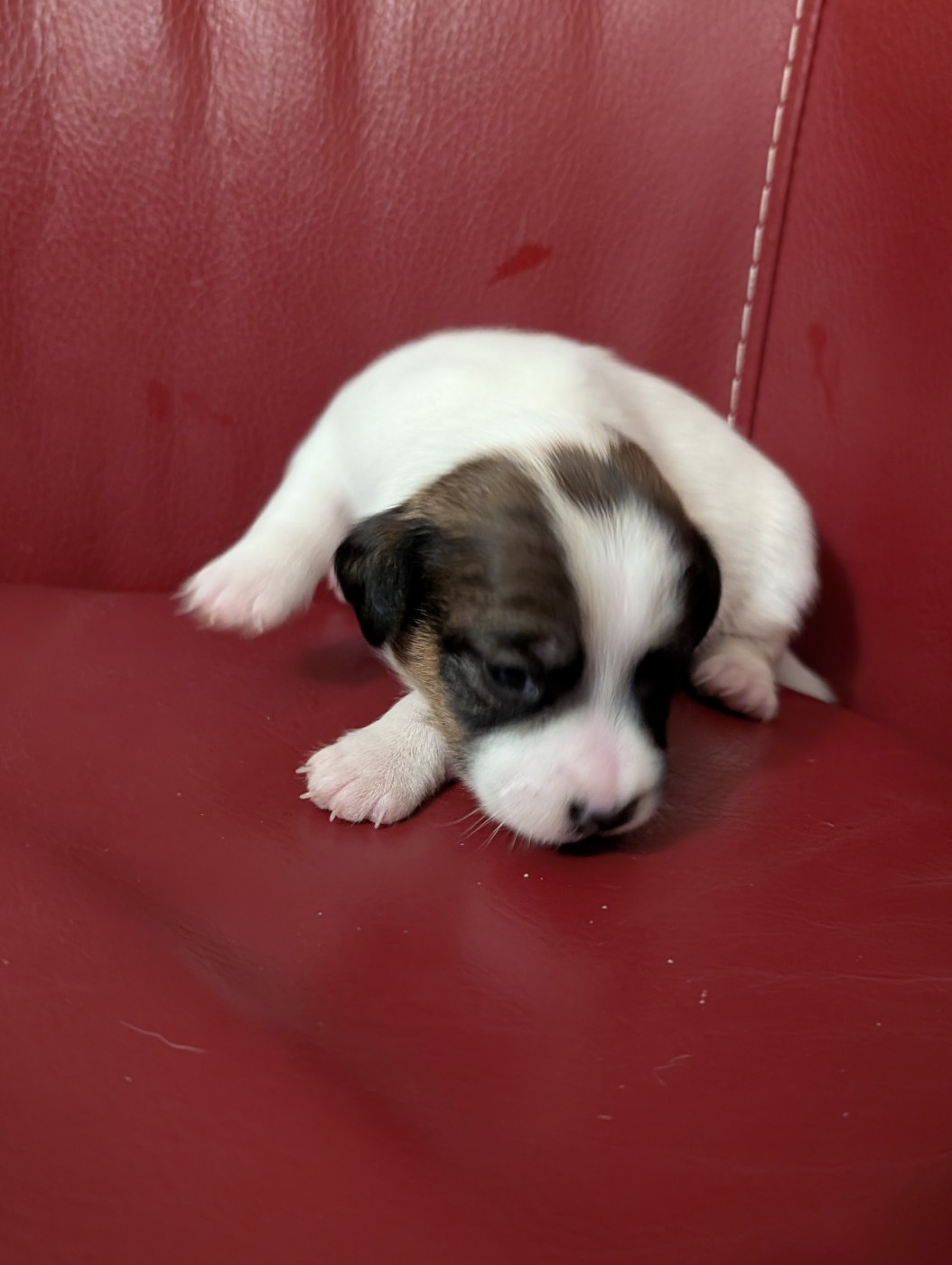 de la pinkinerie - Chiots disponibles - Jack Russell Terrier