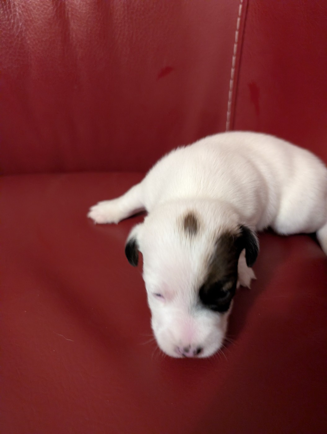 de la pinkinerie - Chiots disponibles - Jack Russell Terrier