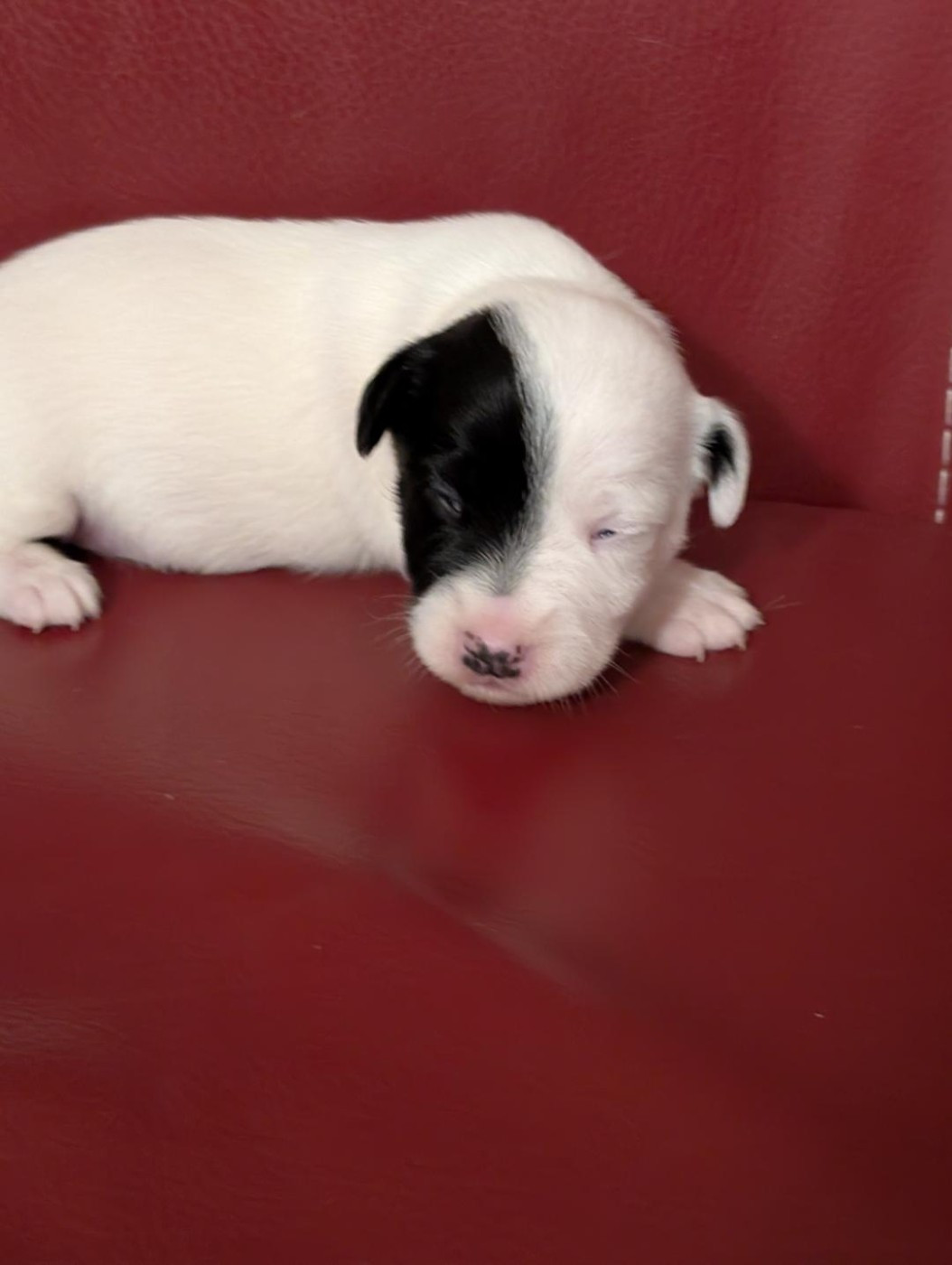 de la pinkinerie - Chiots disponibles - Jack Russell Terrier