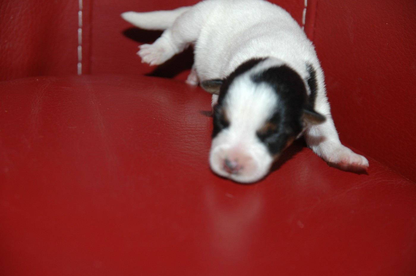 de la pinkinerie - Chiots disponibles - Jack Russell Terrier