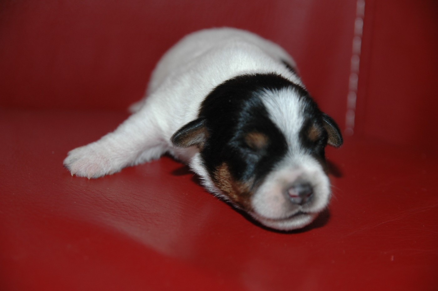 de la pinkinerie - Chiots disponibles - Jack Russell Terrier
