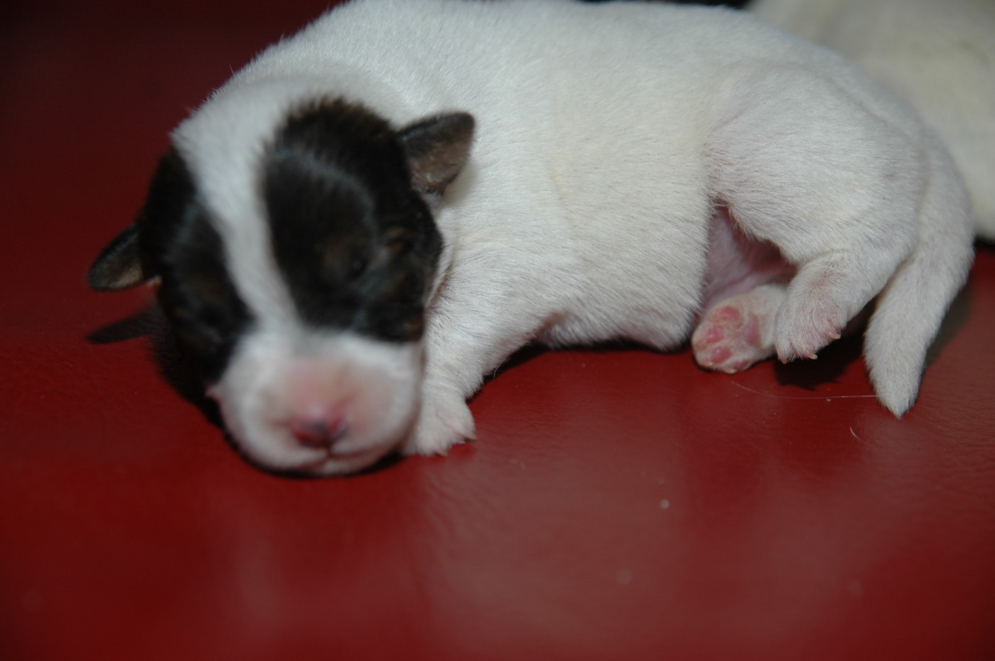 de la pinkinerie - Chiots disponibles - Jack Russell Terrier