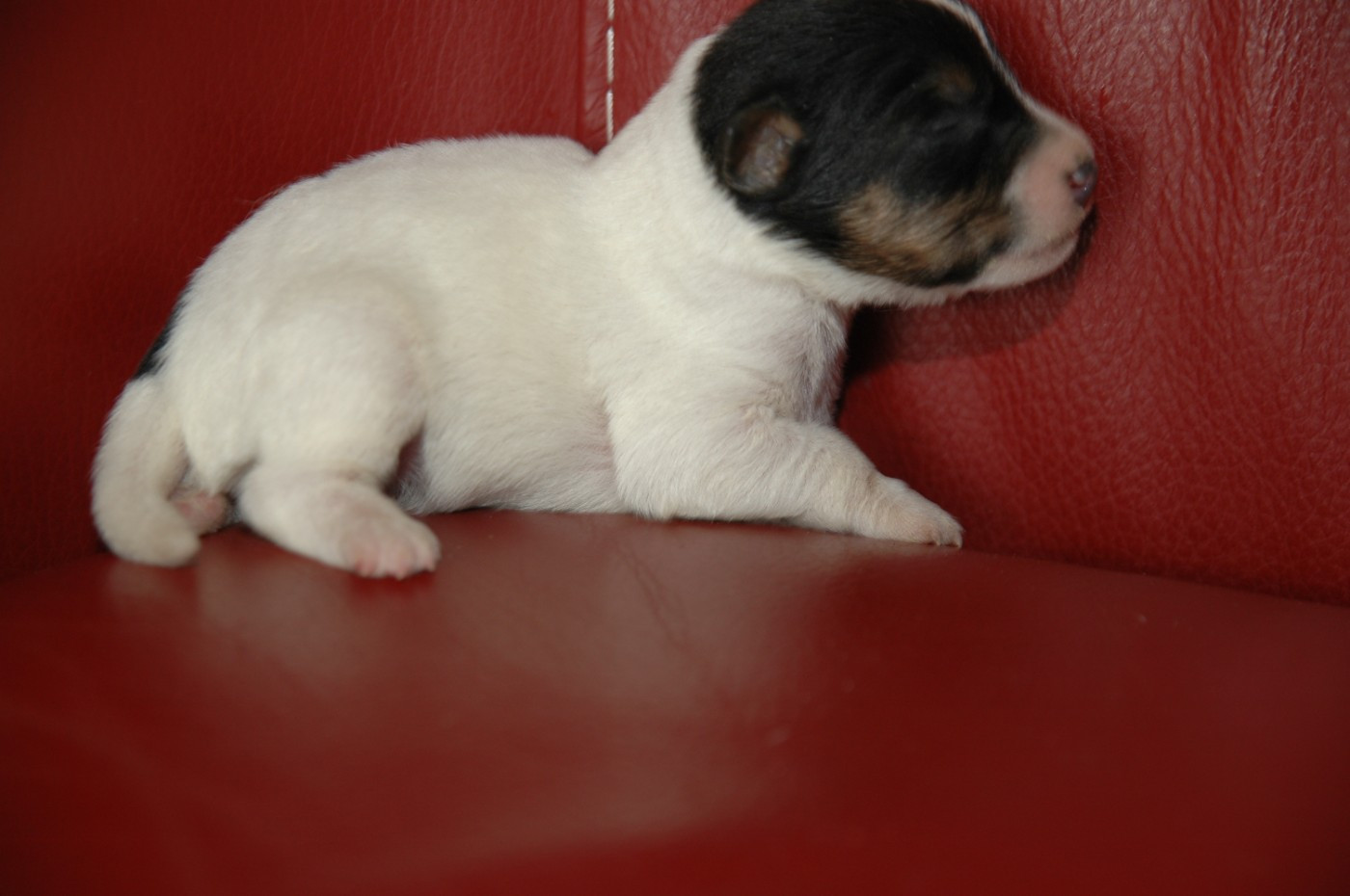 de la pinkinerie - Chiots disponibles - Jack Russell Terrier