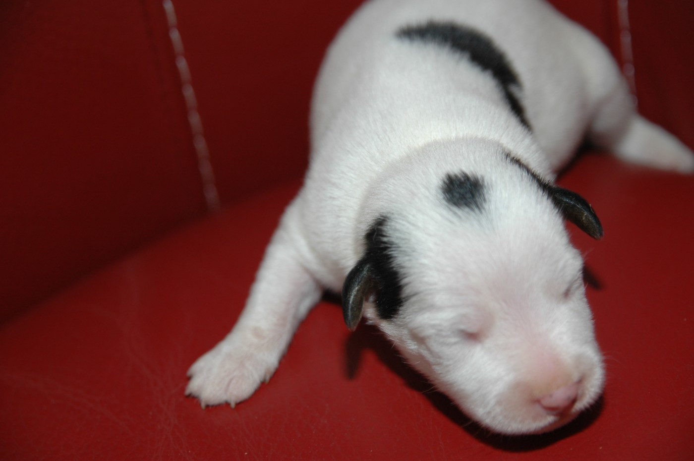 de la pinkinerie - Chiots disponibles - Jack Russell Terrier