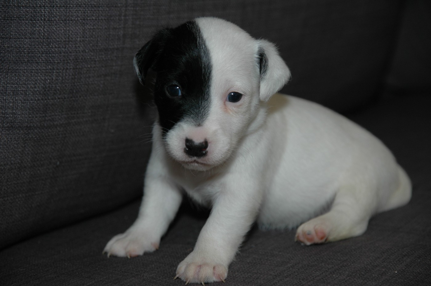 de la pinkinerie - Chiots disponibles - Jack Russell Terrier